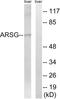 Arylsulfatase G antibody, LS-C119744, Lifespan Biosciences, Western Blot image 