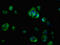 CDON antibody, LS-C671547, Lifespan Biosciences, Immunofluorescence image 