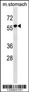 RUN Domain Containing 1 antibody, 58-349, ProSci, Western Blot image 