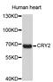 Cryptochrome Circadian Regulator 2 antibody, STJ23232, St John