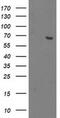 2-Oxoglutarate And Iron Dependent Oxygenase Domain Containing 1 antibody, MA5-25473, Invitrogen Antibodies, Western Blot image 