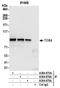 TOX high mobility group box family member 4 antibody, A304-873A, Bethyl Labs, Immunoprecipitation image 