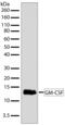 Colony Stimulating Factor 2 antibody, 701136, Invitrogen Antibodies, Western Blot image 