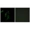 Histidyl-TRNA Synthetase antibody, A05242, Boster Biological Technology, Immunofluorescence image 