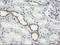 NADPH Dependent Diflavin Oxidoreductase 1 antibody, LS-C174416, Lifespan Biosciences, Immunohistochemistry paraffin image 