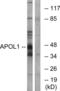 Apolipoprotein L1 antibody, abx014200, Abbexa, Western Blot image 