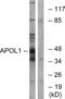 APOL1 antibody, abx014200, Abbexa, Western Blot image 