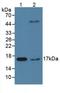 Peptidylprolyl Isomerase A antibody, LS-C716362, Lifespan Biosciences, Western Blot image 