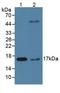 Peptidylprolyl Isomerase A antibody, LS-C716362, Lifespan Biosciences, Western Blot image 