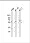 Fibrinogen Like 2 antibody, PA5-71472, Invitrogen Antibodies, Western Blot image 