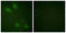 Mediator Complex Subunit 1 antibody, LS-C117699, Lifespan Biosciences, Immunofluorescence image 
