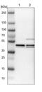 SH3 Domain Containing GRB2 Like, Endophilin B1 antibody, NBP1-89972, Novus Biologicals, Western Blot image 