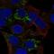 Acyl-CoA Dehydrogenase Short Chain antibody, NBP1-89290, Novus Biologicals, Immunofluorescence image 