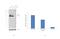 Integrin Subunit Beta 5 antibody, PA5-17260, Invitrogen Antibodies, Western Blot image 