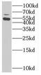 Sulfite Oxidase antibody, FNab08393, FineTest, Western Blot image 