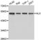 H2.0 Like Homeobox antibody, LS-C349155, Lifespan Biosciences, Western Blot image 