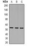 Myocyte Enhancer Factor 2A antibody, orb382510, Biorbyt, Western Blot image 