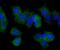 Placental Growth Factor antibody, NBP2-67067, Novus Biologicals, Immunocytochemistry image 