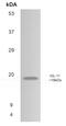 Interleukin 11 antibody, GTX52814, GeneTex, Western Blot image 