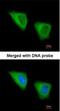 Glutamate-Cysteine Ligase Modifier Subunit antibody, NBP1-33405, Novus Biologicals, Immunocytochemistry image 