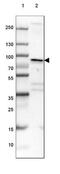 BCL2 Associated Athanogene 3 antibody, NBP1-86429, Novus Biologicals, Western Blot image 