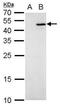 Interleukin-28B antibody, PA5-78671, Invitrogen Antibodies, Western Blot image 