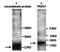 Platelet Derived Growth Factor C antibody, orb77199, Biorbyt, Western Blot image 