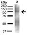 UV Radiation Resistance Associated antibody, 23012, QED Bioscience, Western Blot image 