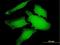 WD Repeat Domain 66 antibody, H00144406-B01P, Novus Biologicals, Immunofluorescence image 