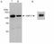 Tripartite Motif Containing 28 antibody, ab10484, Abcam, Immunoprecipitation image 