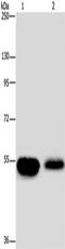 Mint-1 antibody, TA350858, Origene, Western Blot image 