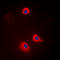 Synaptotagmin 1 antibody, LS-C358873, Lifespan Biosciences, Immunofluorescence image 