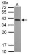 Ret Finger Protein Like 2 antibody, NBP2-20138, Novus Biologicals, Western Blot image 