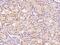 Mitotic-spindle organizing protein 1 antibody, 203368-T08, Sino Biological, Immunohistochemistry paraffin image 