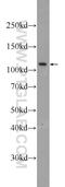 Myelin Transcription Factor 1 Like antibody, 25234-1-AP, Proteintech Group, Enzyme Linked Immunosorbent Assay image 