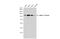 Catenin Alpha 1 antibody, GTX111095, GeneTex, Western Blot image 