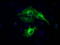 BUB1 Mitotic Checkpoint Serine/Threonine Kinase B antibody, TA500606, Origene, Immunofluorescence image 