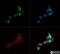 Nanog Homeobox antibody, NB100-58842, Novus Biologicals, Immunofluorescence image 
