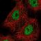 HNF1 Homeobox B antibody, MA5-24605, Invitrogen Antibodies, Immunofluorescence image 