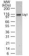 DNA Ligase 1 antibody, PA1-41294, Invitrogen Antibodies, Western Blot image 