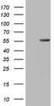 Zinc Finger Protein 35 antibody, TA807143S, Origene, Western Blot image 