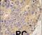 Bone Morphogenetic Protein 15 antibody, PA5-11713, Invitrogen Antibodies, Immunohistochemistry paraffin image 