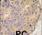 Bone morphogenetic protein 15 antibody, PA5-11713, Invitrogen Antibodies, Immunohistochemistry paraffin image 