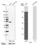 Testin LIM Domain Protein antibody, HPA015269, Atlas Antibodies, Western Blot image 