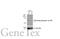 Paxillin antibody, GTX633633, GeneTex, Western Blot image 