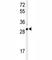 X-Box Binding Protein 1 antibody, F49014-0.4ML, NSJ Bioreagents, Western Blot image 