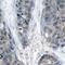 Insulin Receptor Substrate 1 antibody, MBS128544, MyBioSource, Immunohistochemistry frozen image 