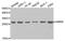Geminin DNA Replication Inhibitor antibody, TA332606, Origene, Western Blot image 