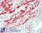 Myosin Light Chain Kinase antibody, LS-B14226, Lifespan Biosciences, Immunohistochemistry paraffin image 