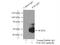 Platelet Activating Factor Acetylhydrolase 2 antibody, 10085-1-AP, Proteintech Group, Immunoprecipitation image 
